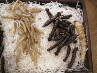 SANYO DIGITAL CAMERA