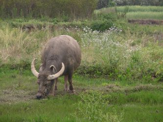 SANYO DIGITAL CAMERA